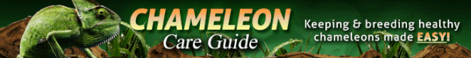 chameleon care guide for beginners